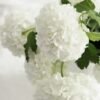 White Hydrangea